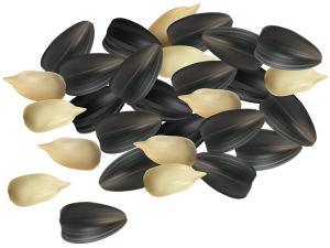 Sunflower seeds PNG-42968